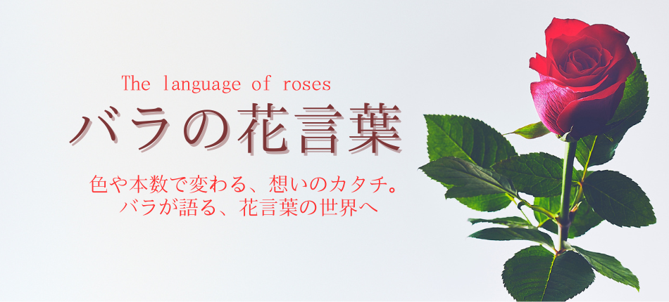 バラの花言葉