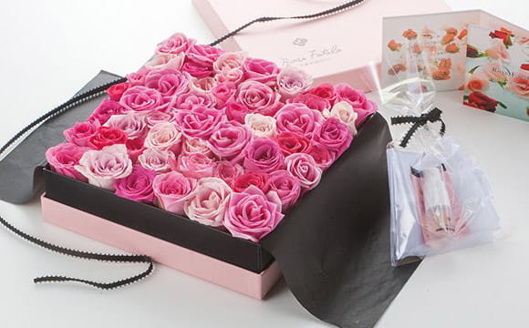 Rose Fatale Pink gradation