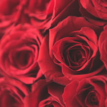 愛情 / 情熱 / 美