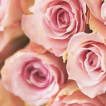 愛情 / 情熱 / 美