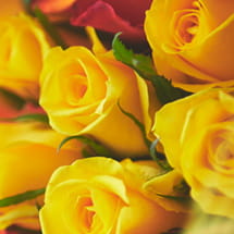 愛情 / 情熱 / 美