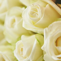 愛情 / 情熱 / 美