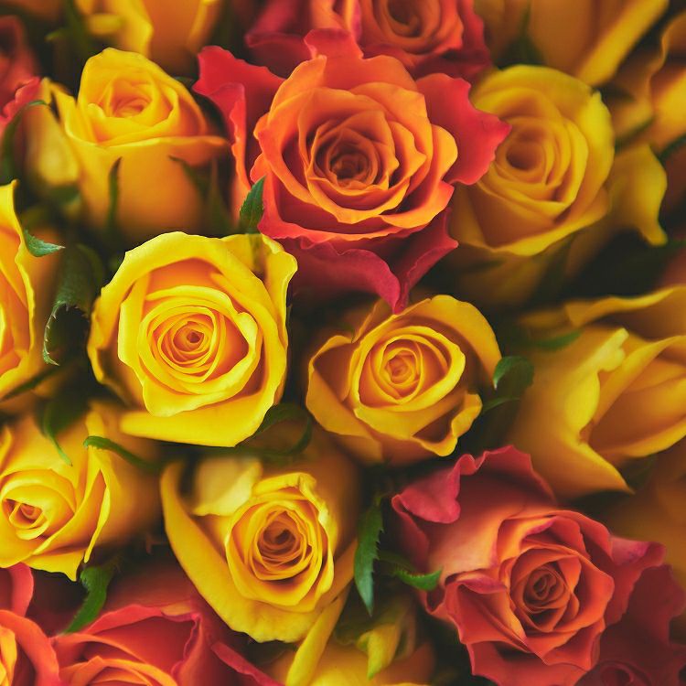 バラの花束 産地厳選 黄色・オレンジ薔薇30本 | リンクフローリスト