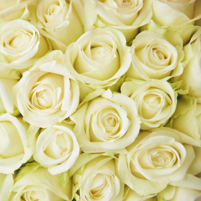 バラの花束 産地厳選 白系薔薇60本 | リンクフローリスト | バラの花束