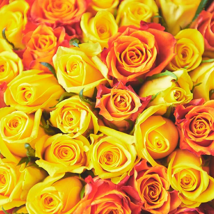 バラの花束 産地厳選 黄色・オレンジ薔薇31～108本（本数をお選び