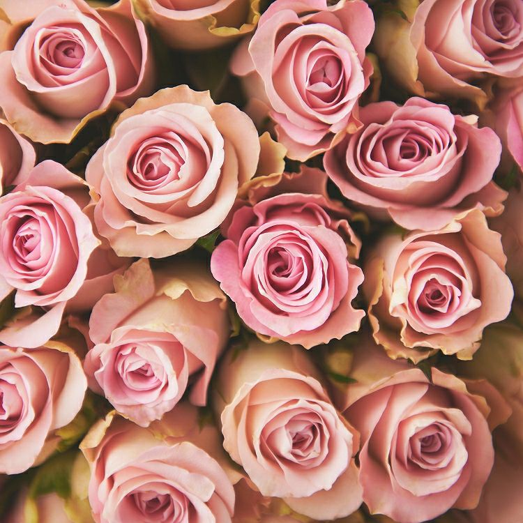 バラの花束 産地厳選 ピンク系薔薇60本 | リンクフローリスト | バラの