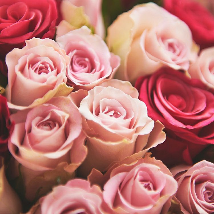 バラの花束 産地厳選 ピンク系薔薇60本 | リンクフローリスト | バラの