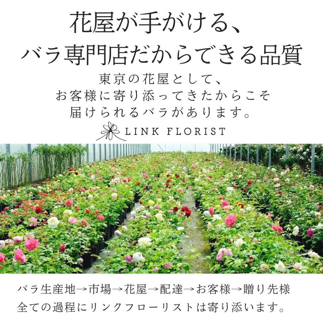 ダズンローズブーケ 【RED】産地厳選 赤薔薇12本のバラの花束 | リンク