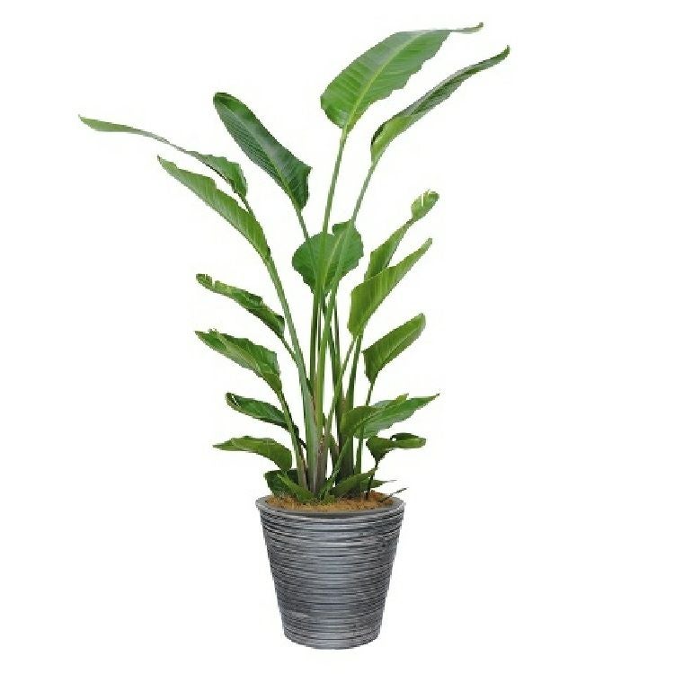 ストレリチア10号特殊鉢