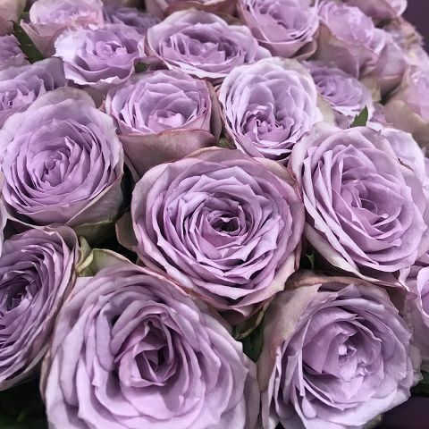 紫のバラの花束ローズ 紫薔薇70本 古希のお祝いにおすすめ | リンク