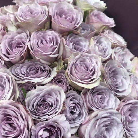 紫のバラの花束ローズ 紫薔薇77本 喜寿のお祝いにおすすめ | リンク