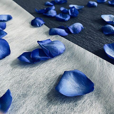 青いバラの花びら