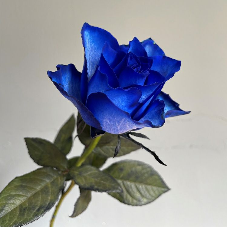 青いバラの花束プレミアムローズ 青薔薇108本の青いバラ花束花言葉「夢