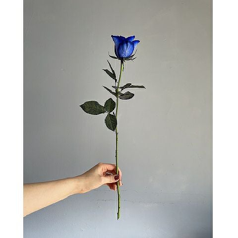 青いバラの花束プレミアムローズ 青薔薇10～108本の青いバラ花束（本数