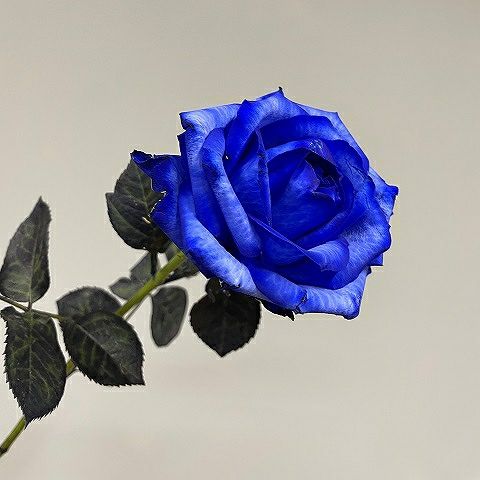 青いバラの花束プレミアムローズ 青薔薇10～108本の青いバラ花束（本数