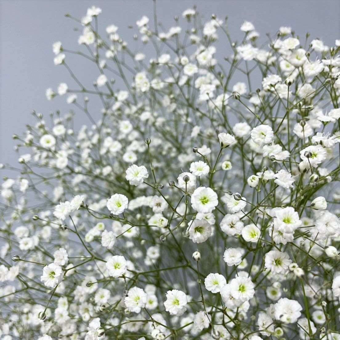 カスミソウの花束ピュアホワイトブーケMサイズ | リンクフローリスト