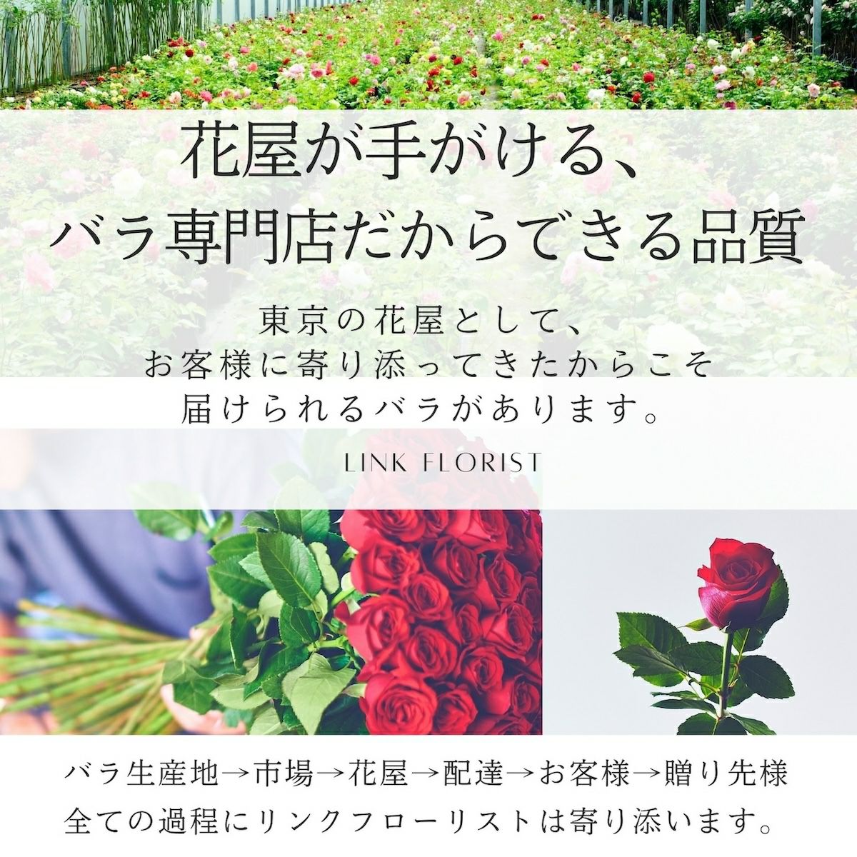 プロポーズにおすすめなバラの花束108本 | リンクフローリスト | バラ
